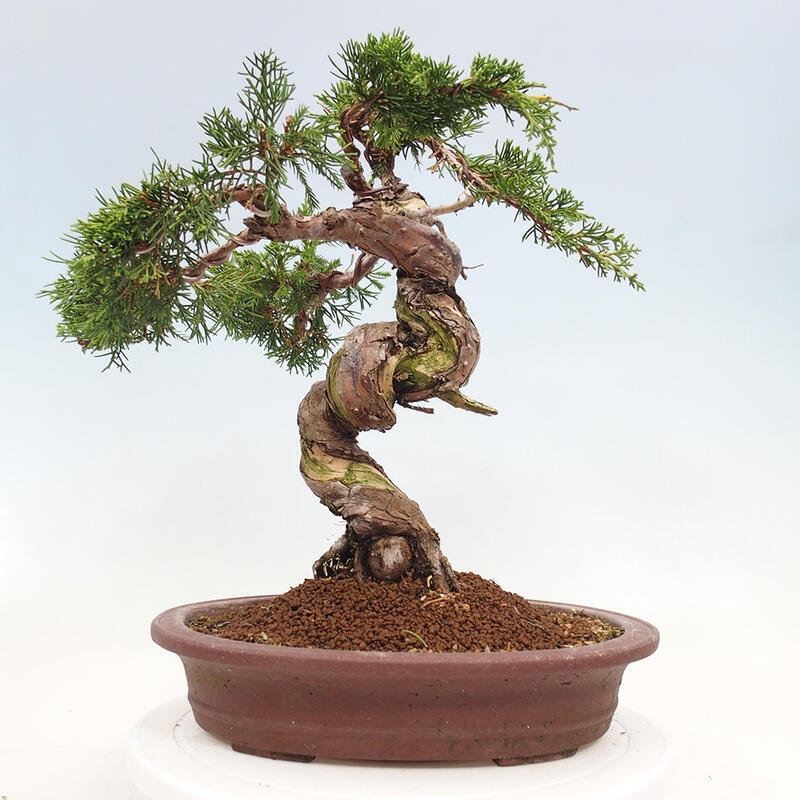 Venkovní bonsai - Juniperus chinensis Itoigawa-Jalovec čínský