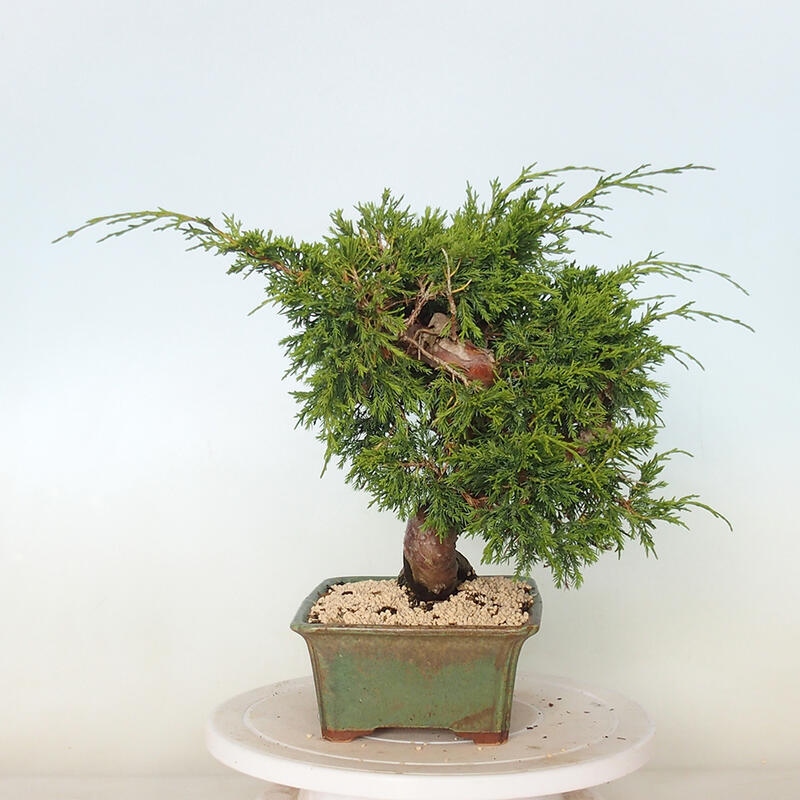 Venkovní bonsai - Juniperus chinensis Itoigawa -Jalovec čínský