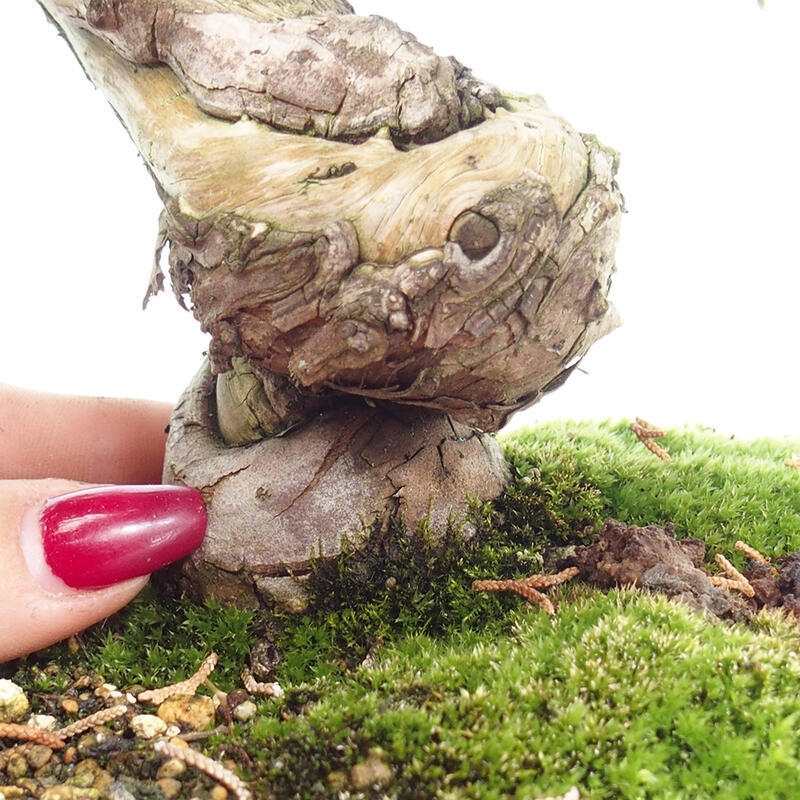 Venkovní bonsai - Juniperus chinensis Itoigawa-Jalovec čínský