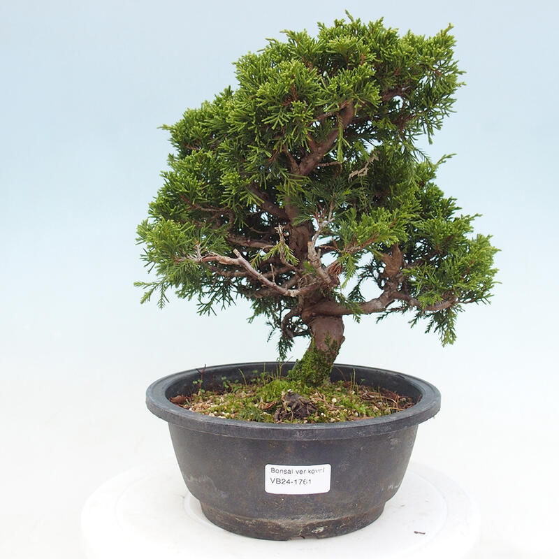 Venkovní bonsai - Juniperus chinensis Itoigawa -Jalovec čínský