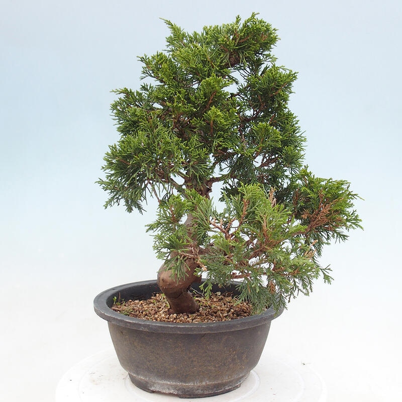 Venkovní bonsai - Juniperus chinensis Itoigawa -Jalovec čínský