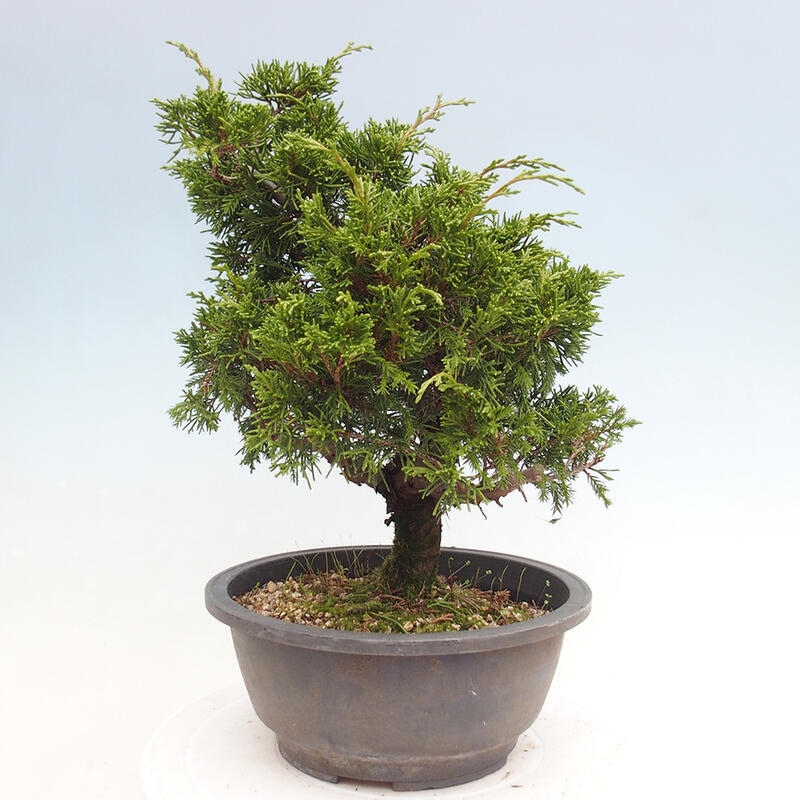 Venkovní bonsai - Juniperus chinensis Itoigawa -Jalovec čínský