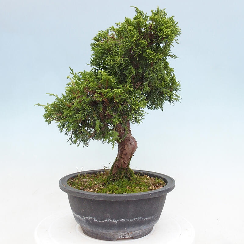 Venkovní bonsai - Juniperus chinensis Itoigawa -Jalovec čínský