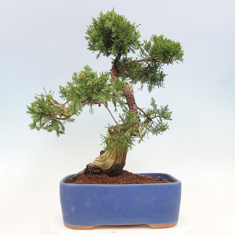 Venkovní bonsai - Juniperus chinensis Itoigawa-Jalovec čínský