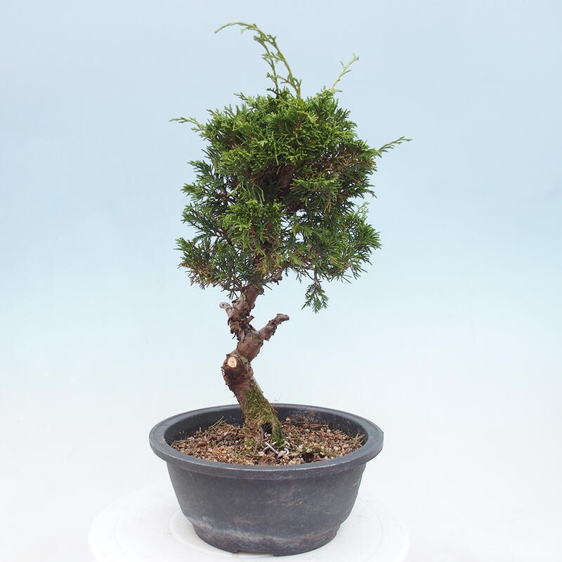 Venkovní bonsai - Juniperus chinensis Itoigawa -Jalovec čínský