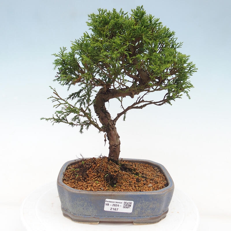 Venkovní bonsai - Juniperus chinensis Itoigawa -Jalovec čínský