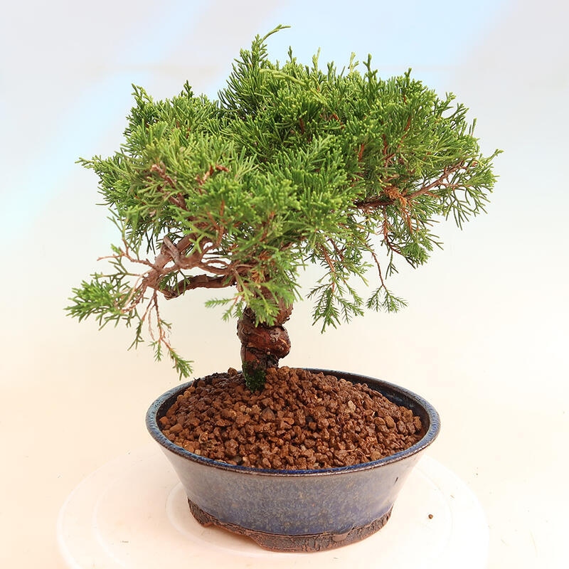 Venkovní bonsai - Juniperus chinensis Itoigawa -Jalovec čínský