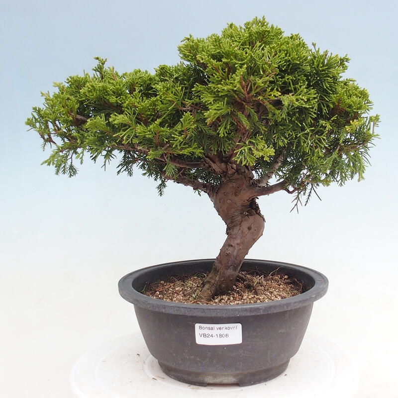 Venkovní bonsai - Juniperus chinensis Itoigawa -Jalovec čínský