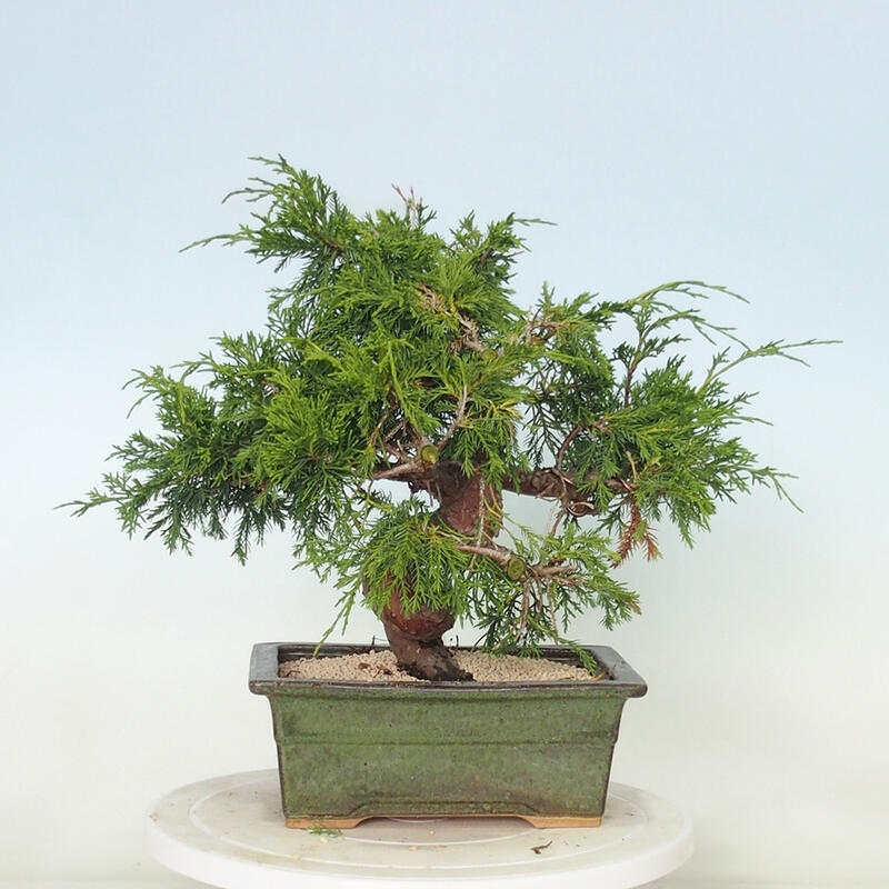 Venkovní bonsai - Juniperus chinensis Itoigawa -Jalovec čínský