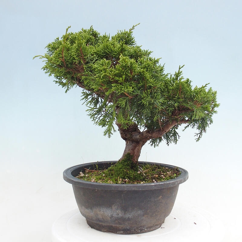 Venkovní bonsai - Juniperus chinensis Itoigawa -Jalovec čínský