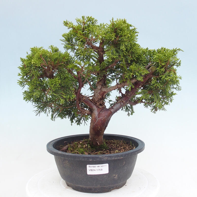 Venkovní bonsai - Juniperus chinensis Itoigawa -Jalovec čínský