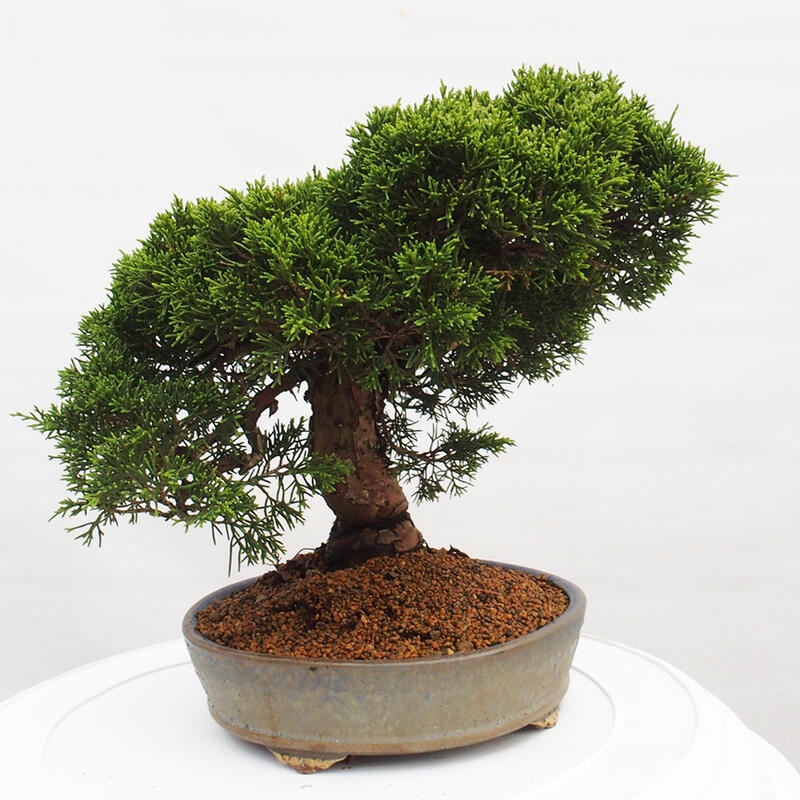 Venkovní bonsai - Juniperus chinensis Itoigawa -Jalovec čínský