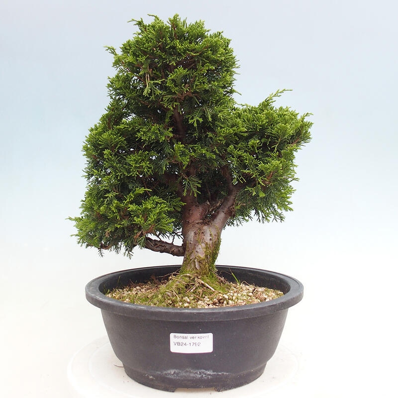 Venkovní bonsai - Juniperus chinensis Itoigawa -Jalovec čínský