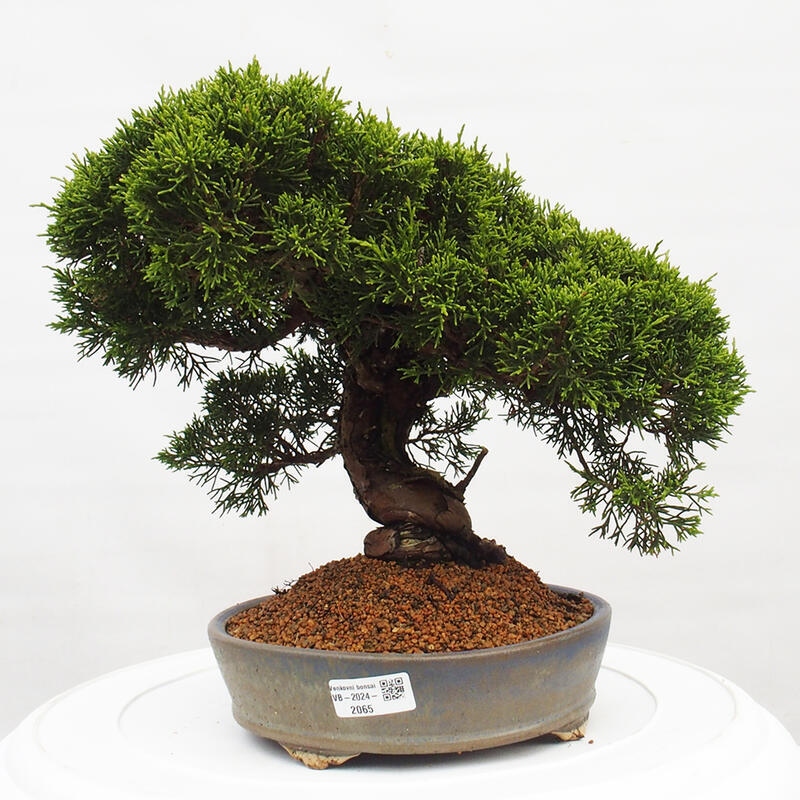 Venkovní bonsai - Juniperus chinensis Itoigawa -Jalovec čínský