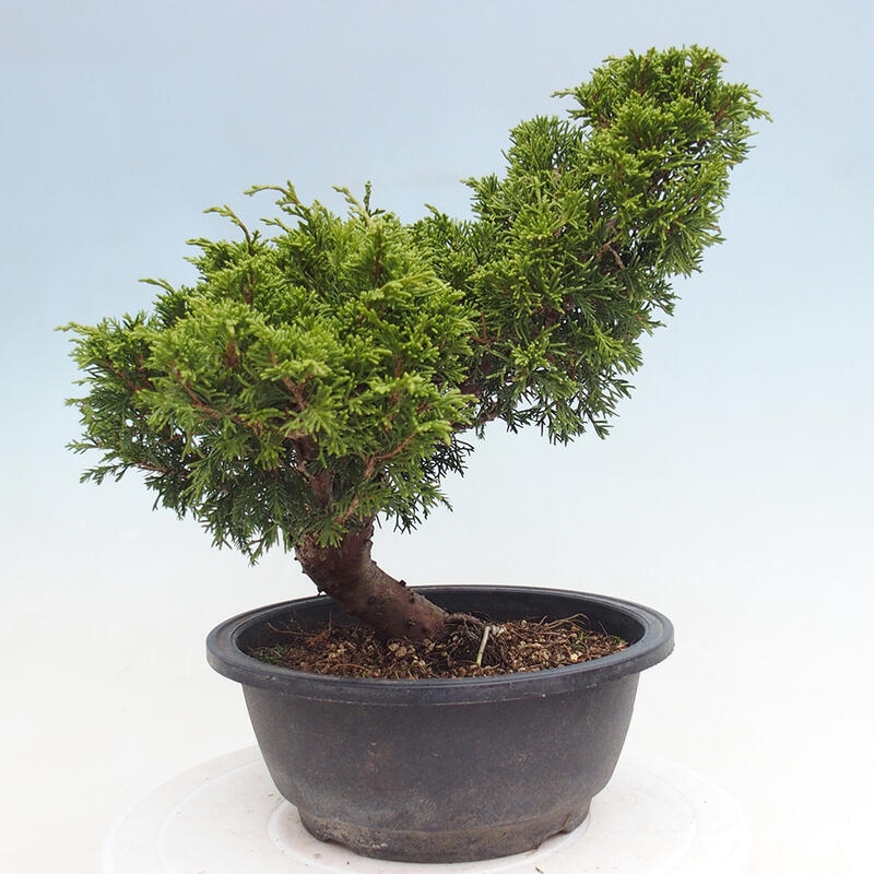 Venkovní bonsai - Juniperus chinensis Itoigawa -Jalovec čínský