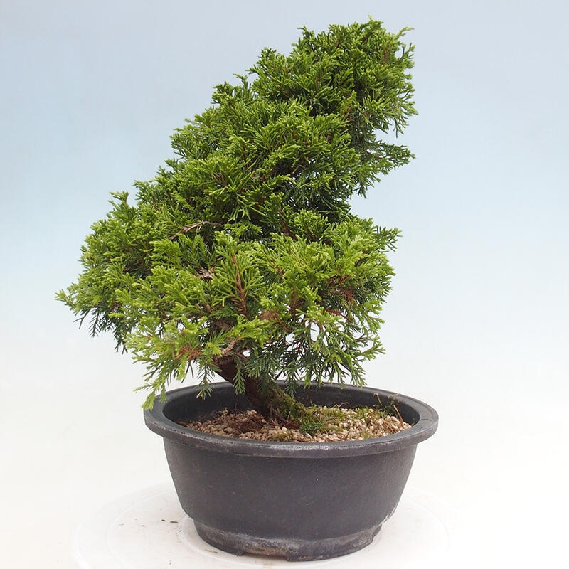 Venkovní bonsai - Juniperus chinensis Itoigawa -Jalovec čínský