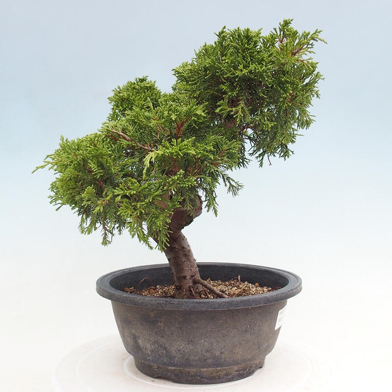 Venkovní bonsai - Juniperus chinensis Itoigawa -Jalovec čínský