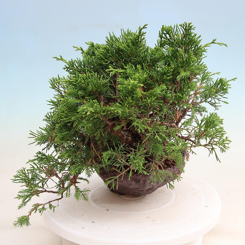 Venkovní bonsai - Juniperus chinensis Itoigawa -Jalovec čínský