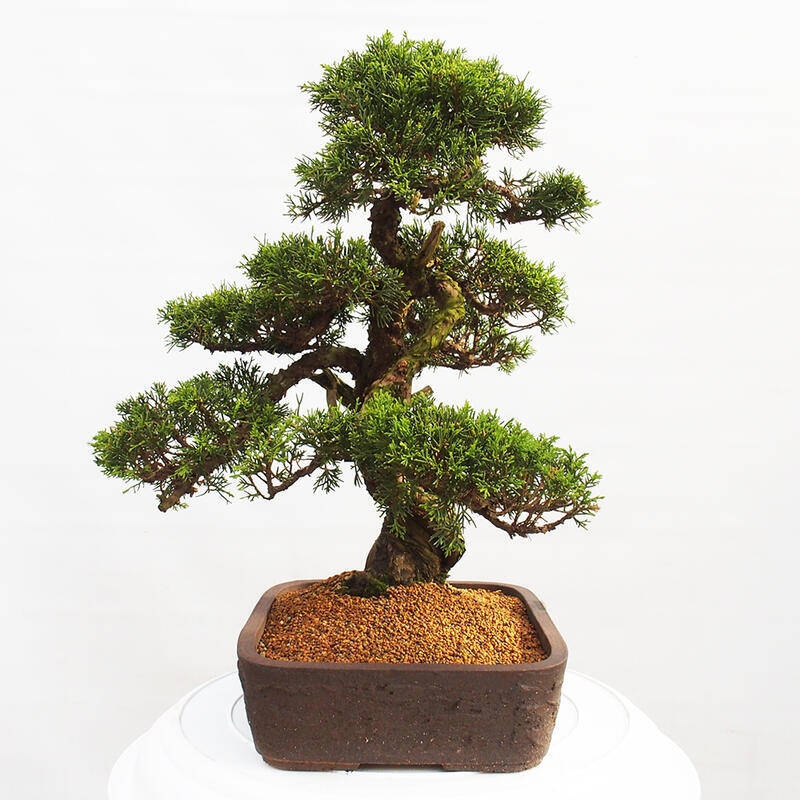 Venkovní bonsai - Juniperus chinensis Itoigawa -Jalovec čínský