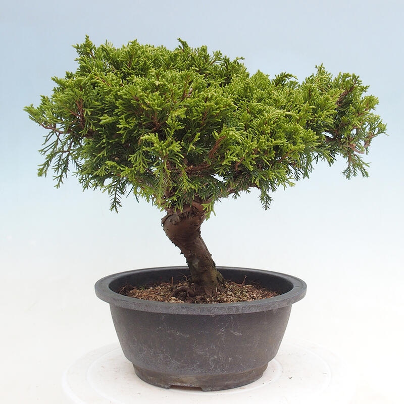 Venkovní bonsai - Juniperus chinensis Itoigawa -Jalovec čínský