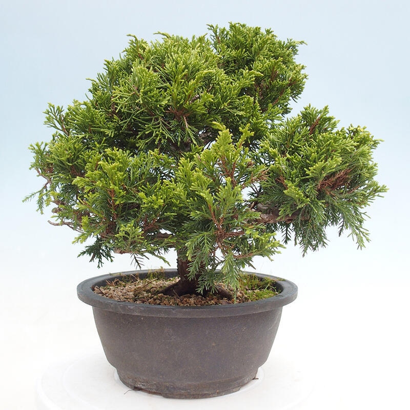 Venkovní bonsai - Juniperus chinensis Itoigawa -Jalovec čínský