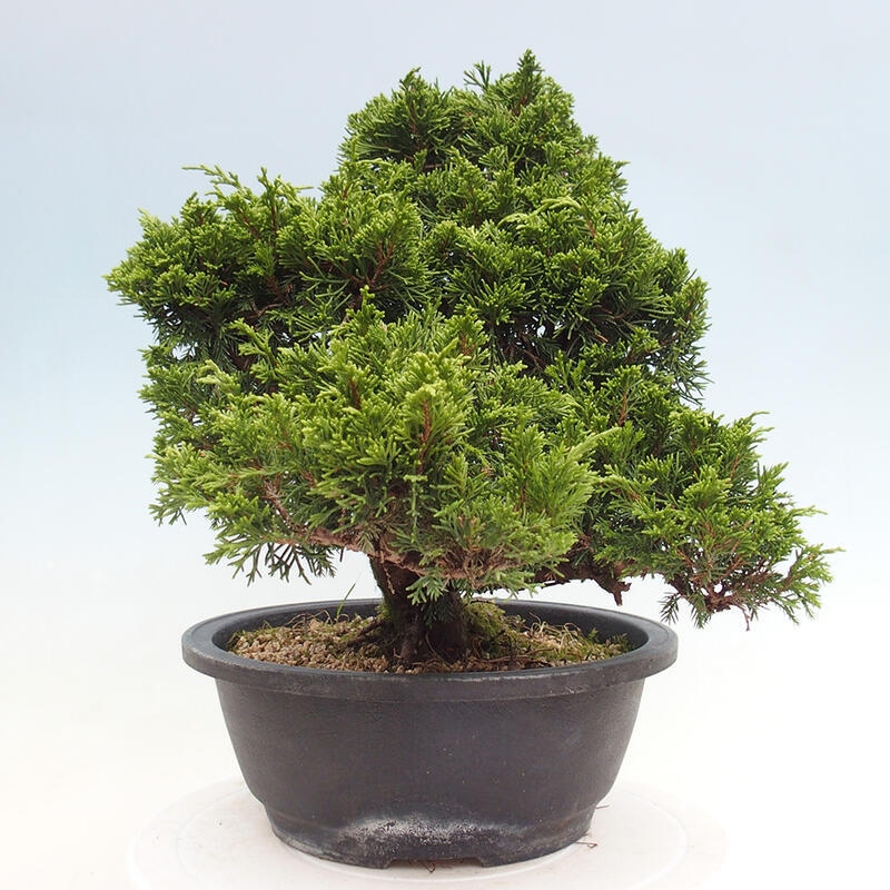 Venkovní bonsai - Juniperus chinensis Itoigawa -Jalovec čínský