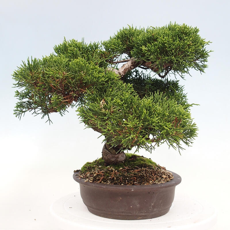 Venkovní bonsai - Juniperus chinensis Itoigawa-Jalovec čínský