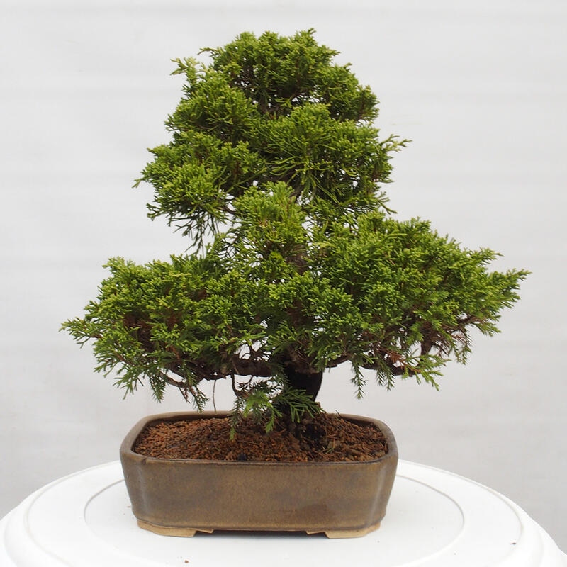 Venkovní bonsai - Juniperus chinensis Itoigawa -Jalovec čínský