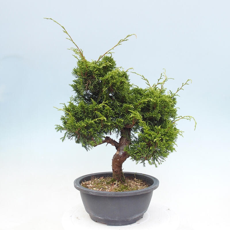 Venkovní bonsai - Juniperus chinensis Itoigawa -Jalovec čínský