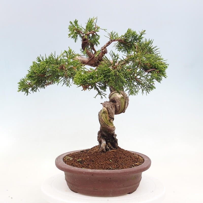 Venkovní bonsai - Juniperus chinensis Itoigawa-Jalovec čínský