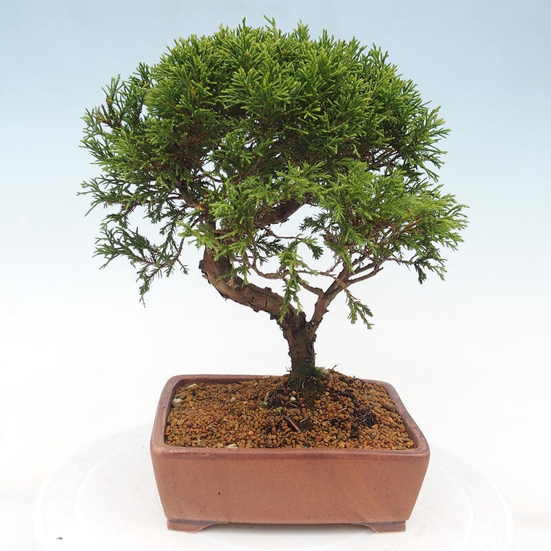 Venkovní bonsai - Juniperus chinensis Itoigawa -Jalovec čínský