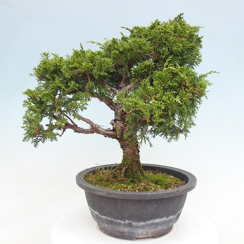 Venkovní bonsai - Juniperus chinensis Itoigawa -Jalovec čínský