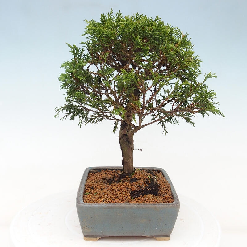 Venkovní bonsai - Juniperus chinensis Itoigawa -Jalovec čínský