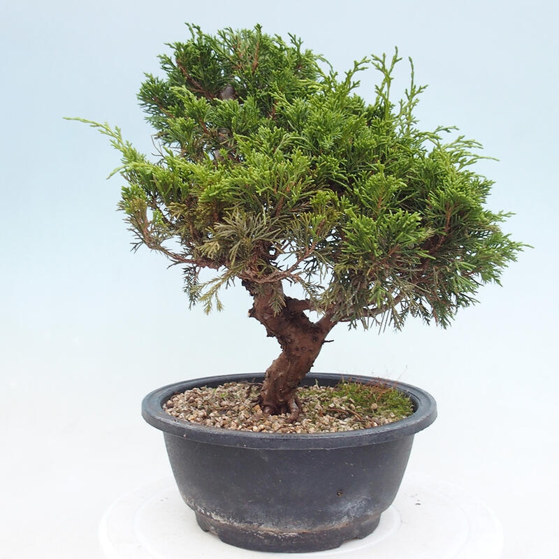 Venkovní bonsai - Juniperus chinensis Itoigawa -Jalovec čínský