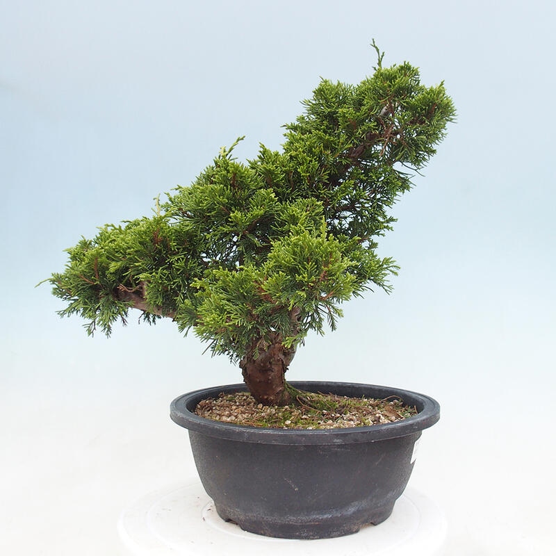 Venkovní bonsai - Juniperus chinensis Itoigawa -Jalovec čínský