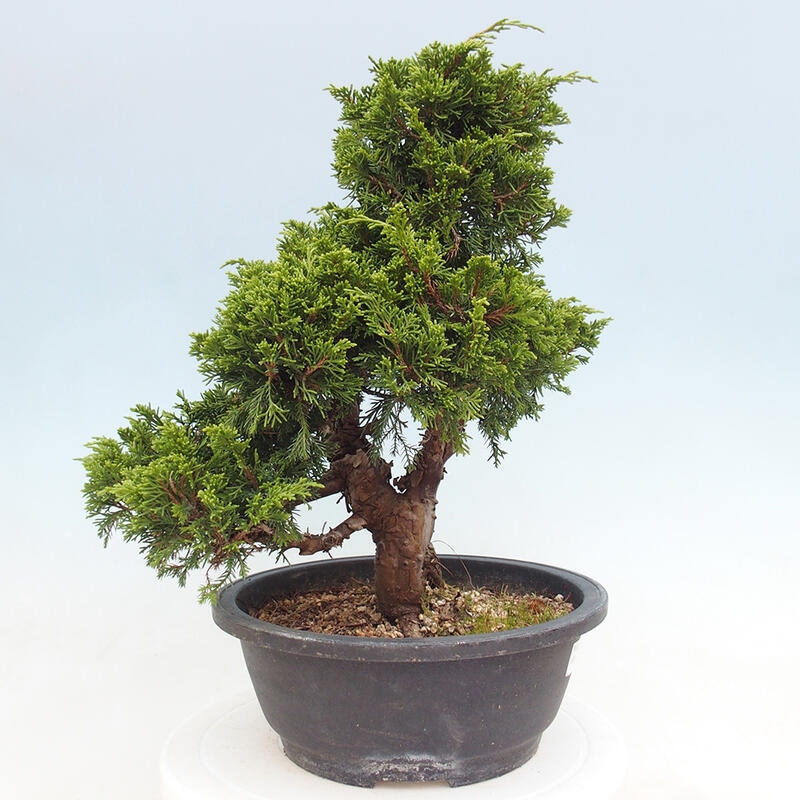 Venkovní bonsai - Juniperus chinensis Itoigawa -Jalovec čínský