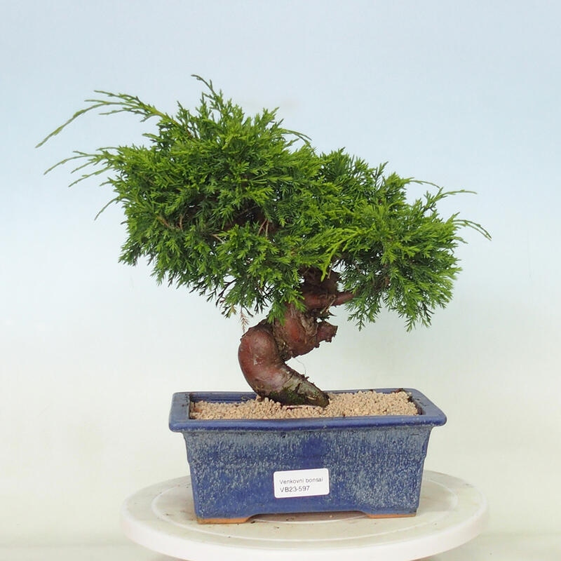 Venkovní bonsai - Juniperus chinensis Itoigawa -Jalovec čínský