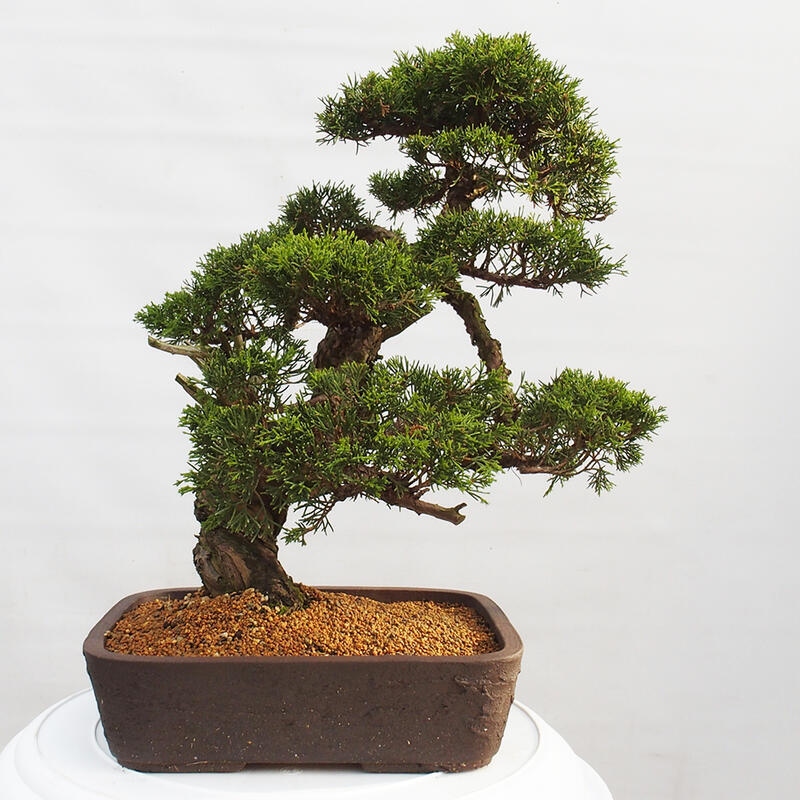 Venkovní bonsai - Juniperus chinensis Itoigawa -Jalovec čínský