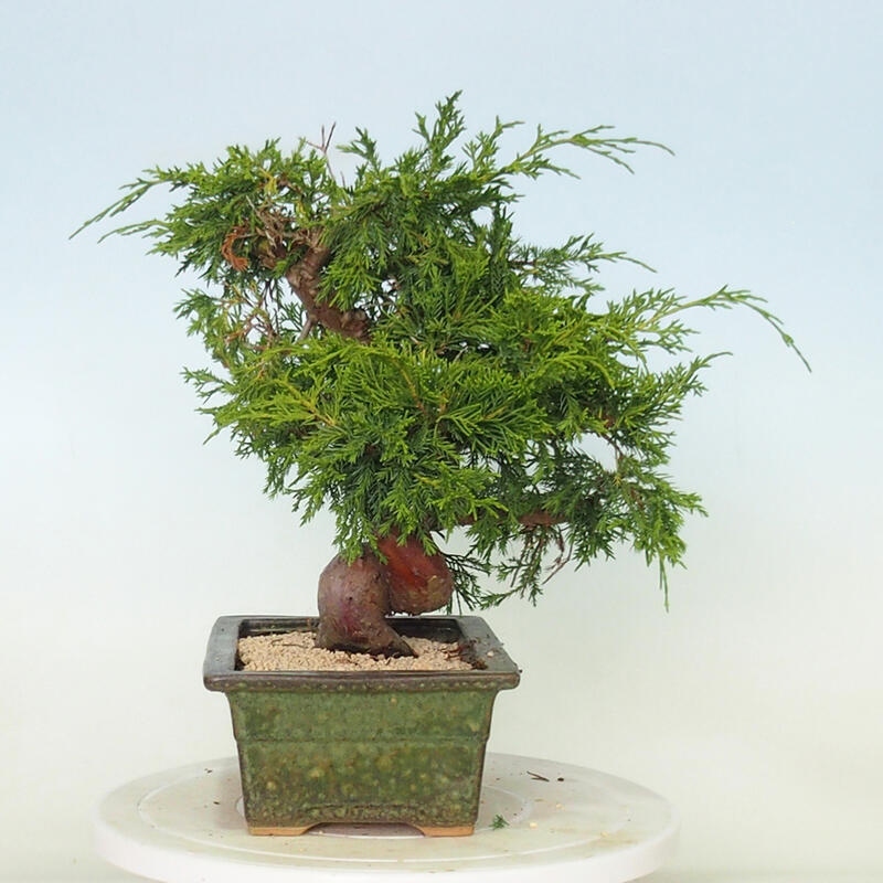 Venkovní bonsai - Juniperus chinensis Itoigawa -Jalovec čínský