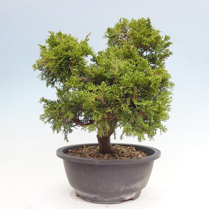 Venkovní bonsai - Juniperus chinensis Itoigawa -Jalovec čínský