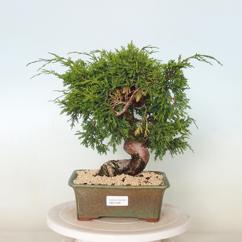 Venkovní bonsai - Juniperus chinensis Itoigawa -Jalovec čínský