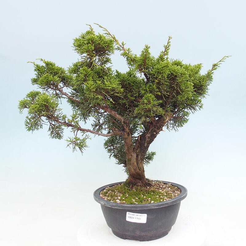 Venkovní bonsai - Juniperus chinensis Itoigawa -Jalovec čínský