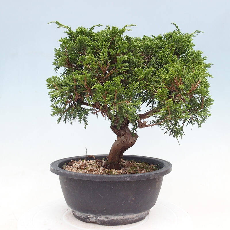 Venkovní bonsai - Juniperus chinensis Itoigawa -Jalovec čínský