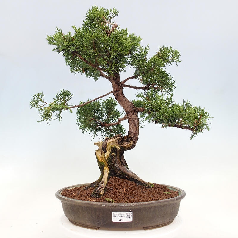 Venkovní bonsai - Juniperus chinensis Itoigawa-Jalovec čínský