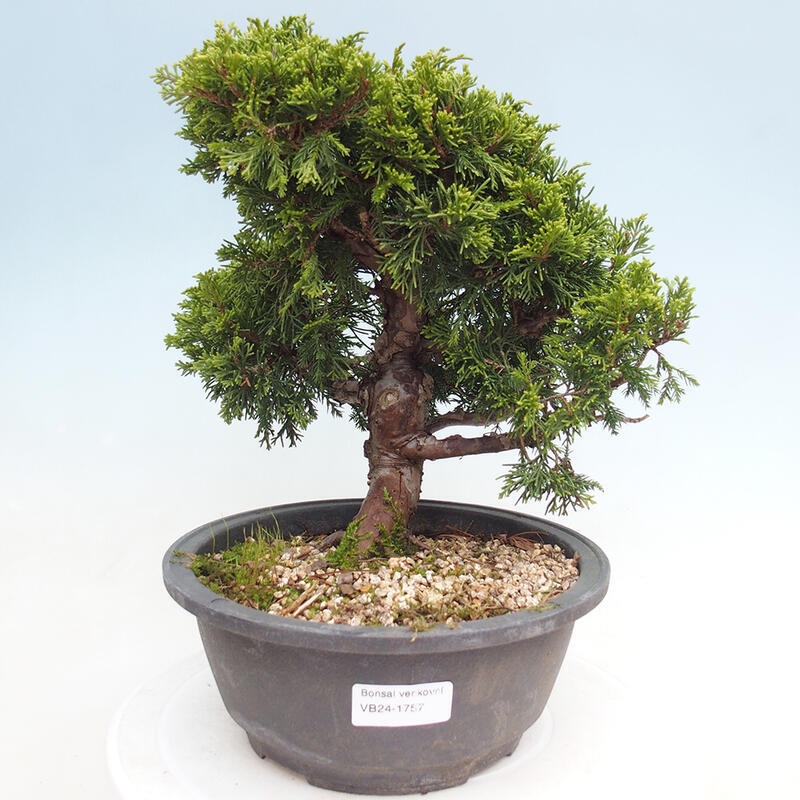 Venkovní bonsai - Juniperus chinensis Itoigawa -Jalovec čínský