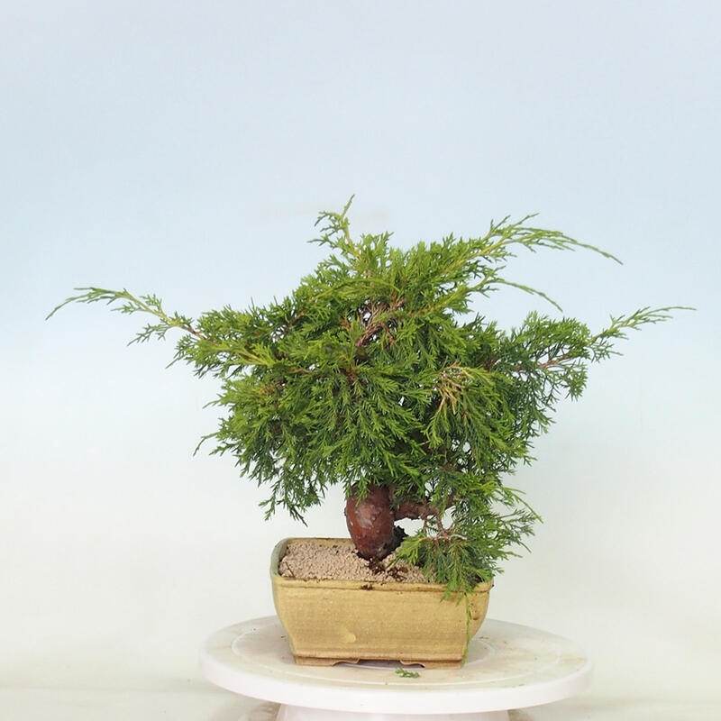 Venkovní bonsai - Juniperus chinensis Itoigawa -Jalovec čínský