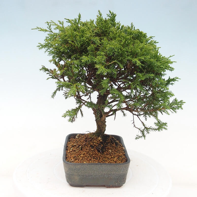 Venkovní bonsai - Juniperus chinensis Itoigawa -Jalovec čínský