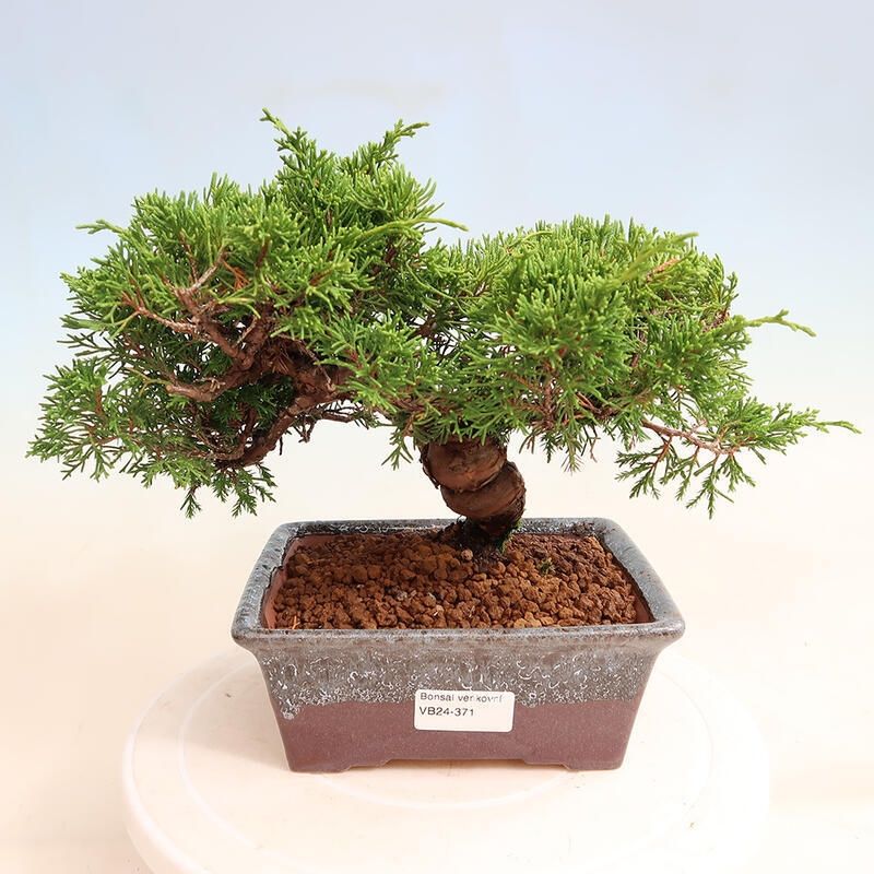 Venkovní bonsai - Juniperus chinensis Itoigawa -Jalovec čínský