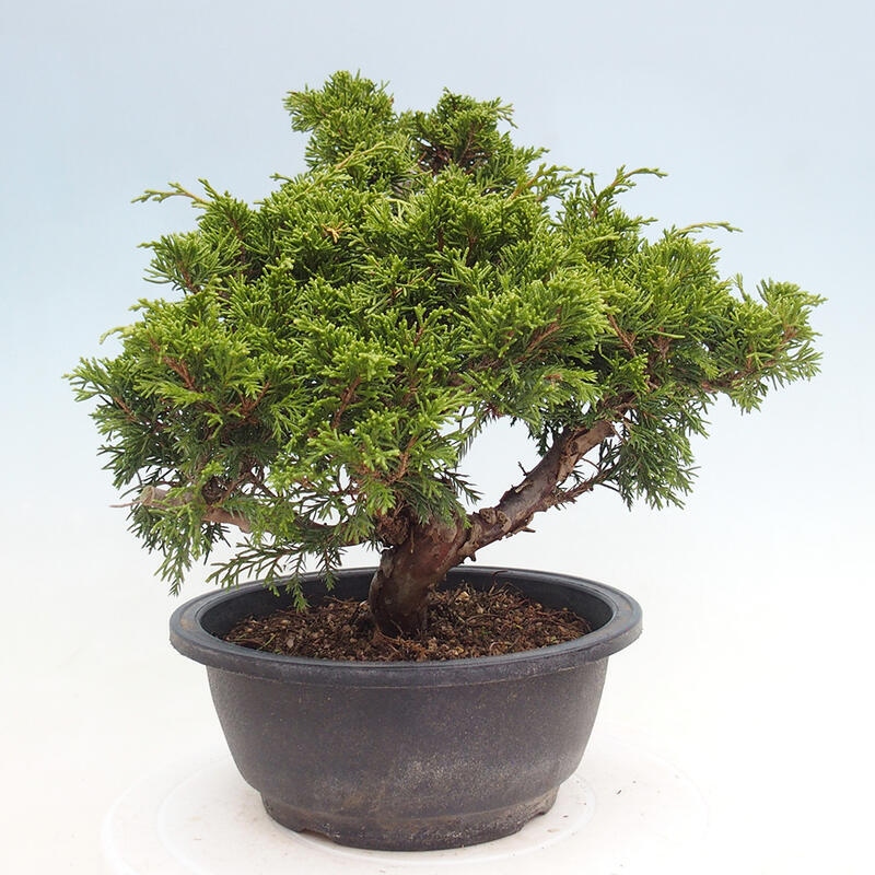 Venkovní bonsai - Juniperus chinensis Itoigawa -Jalovec čínský