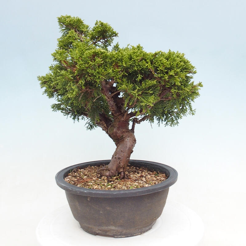 Venkovní bonsai - Juniperus chinensis Itoigawa -Jalovec čínský